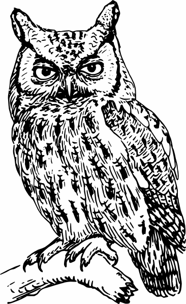 Owls are the quintessential image for the night person