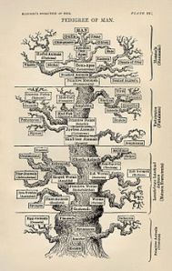 Drawing of the tree of life by Haeckel